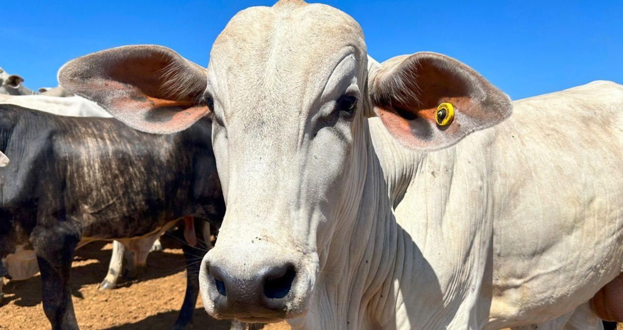 Brasil registra maior abate de bovinos da história pelo 2º ano consecutivo