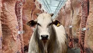 Navegue pela Categoria de Pecuária