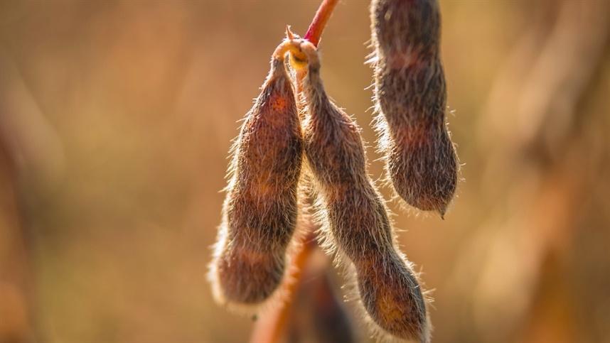 CNA quer ajustes no sistema de royalties da soja no Brasil