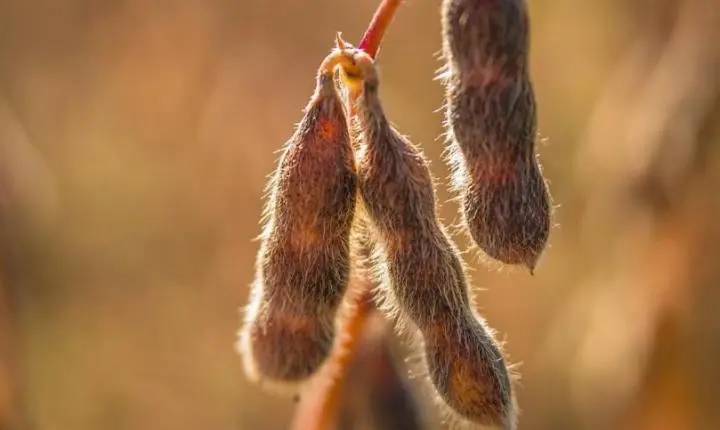 CNA quer ajustes no sistema de royalties da soja no Brasil